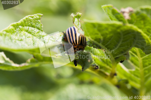 Image of Colorado potato beetle on potatoes