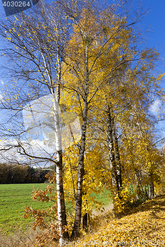 Image of birch tree in autumn