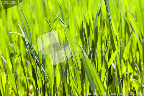 Image of cereal close up