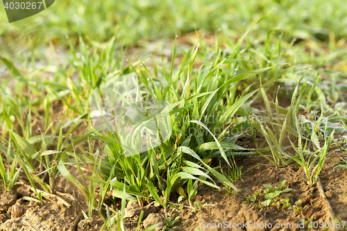 Image of young grass plants, close-up