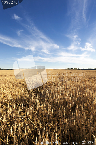 Image of grow ripe rye.