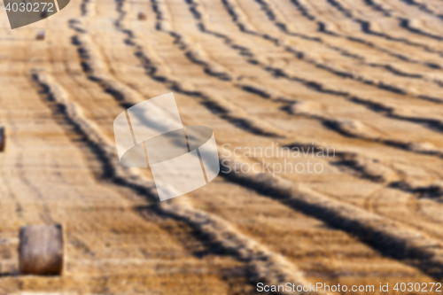 Image of cereal farming field