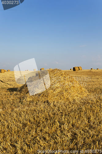 Image of field after harvesting