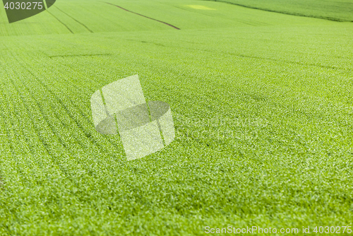 Image of Field of wheat