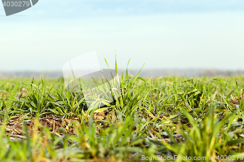 Image of young grass plants, close-up