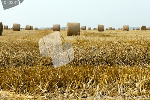 Image of cereal farming field