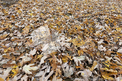 Image of Autumn Park, overcast