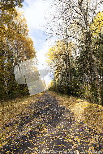 Image of autumn foliage and rural road,
