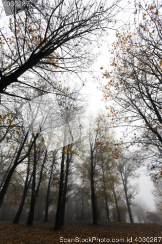 Image of Autumn Park, overcast