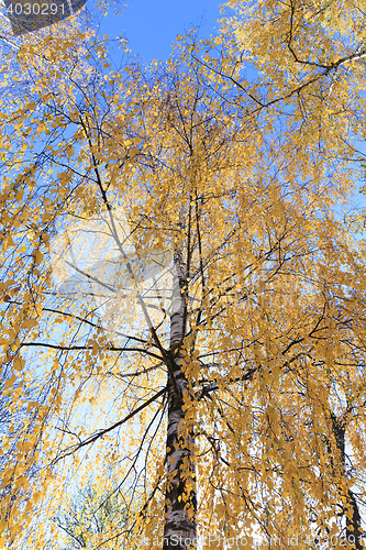 Image of birch tree in autumn