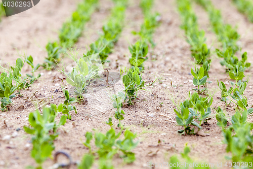 Image of Pea sprout in the spring