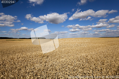 Image of ripe yellow cereals