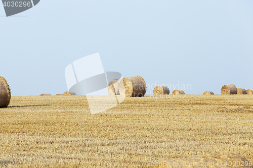 Image of stack of straw in the field