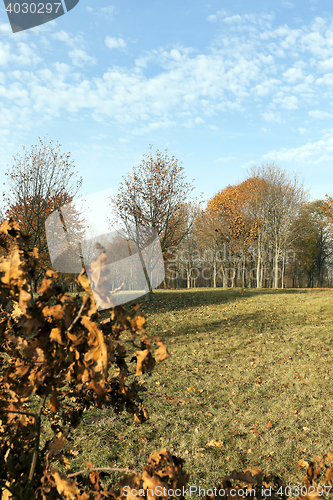 Image of leaves on trees, autumn