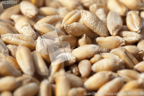 Image of wheat, close up