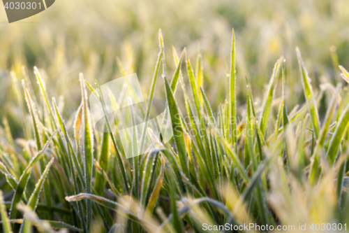 Image of young grass plants, close-up