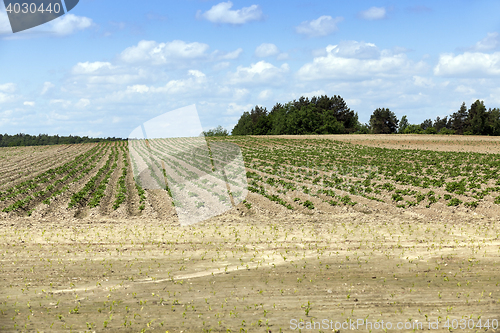 Image of potato field, spring