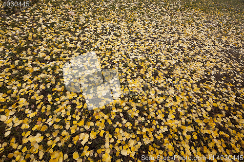 Image of old autumn foliage