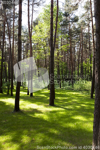 Image of trees in spring