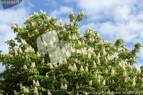 Image of blooming chestnut tree in the spring