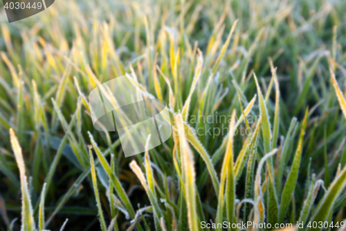 Image of wheat during frost