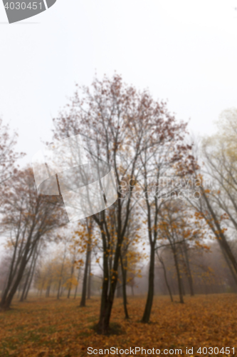 Image of Park in the fall