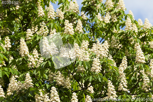 Image of blooming chestnut tree in the spring season, a small depth of field