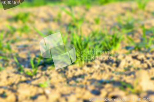 Image of field with young wheat