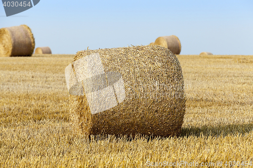 Image of straw in the field