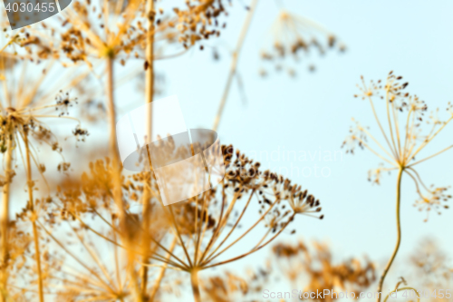 Image of mature dill close-up