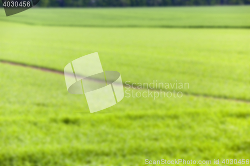 Image of Field of wheat