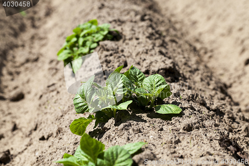 Image of Agriculture. Green potatoes