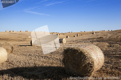 Image of cereal farming field