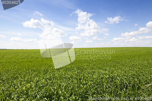 Image of field with cereals
