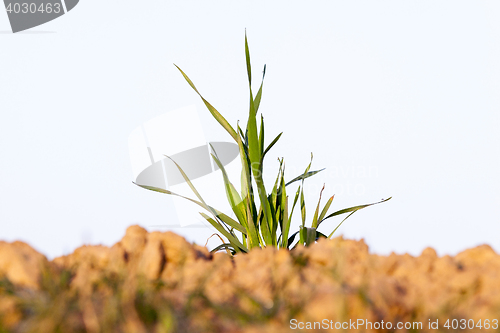 Image of field with young wheat