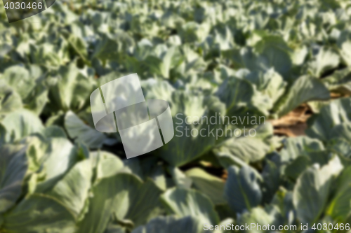 Image of green cabbage field