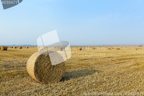 Image of haystacks in a field of straw