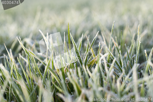 Image of young grass plants, close-up