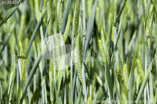 Image of Agriculture. cereals. Spring