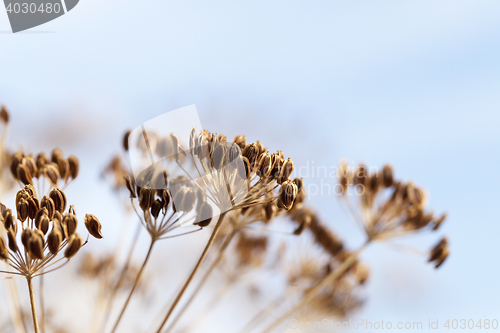 Image of mature dill close-up