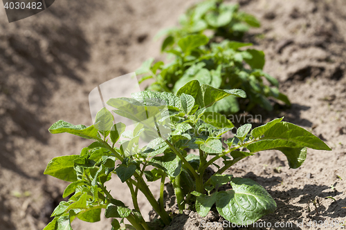 Image of Green sprout of potato