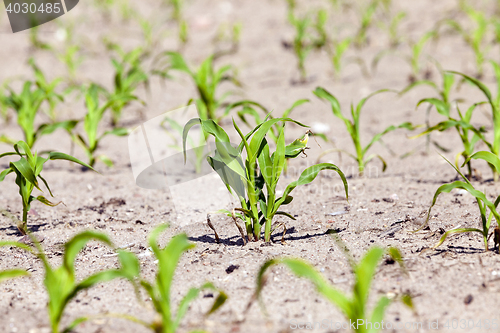 Image of green corn. Spring