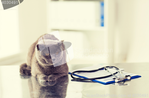 Image of close up of british cat at vet clinic