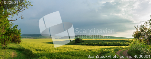 Image of growing wheat at sunset