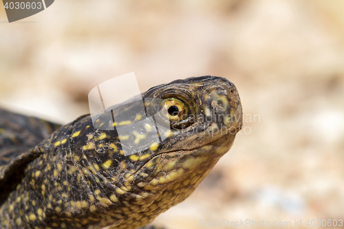 Image of Turtle head closeup