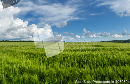 Image of field of green wheat