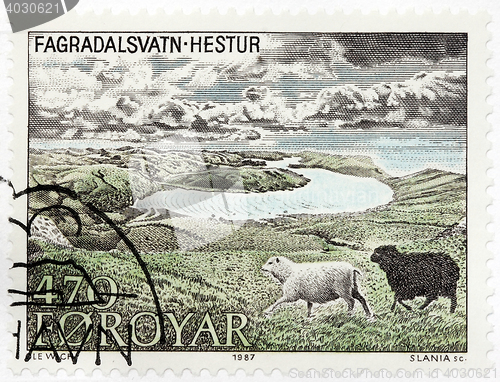 Image of Two Domestic Sheeps from Hestur 