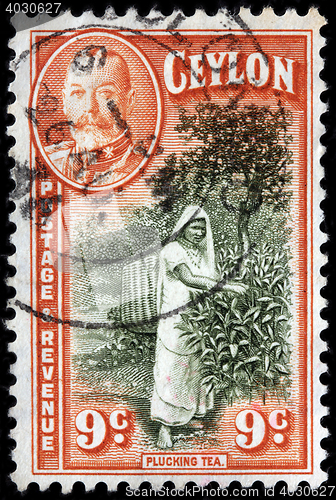 Image of Ceylon Stamp, Plucking Tea