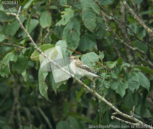 Image of Pied Flycatcher
