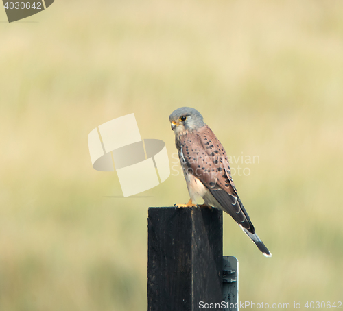 Image of Eurasian Kestrel